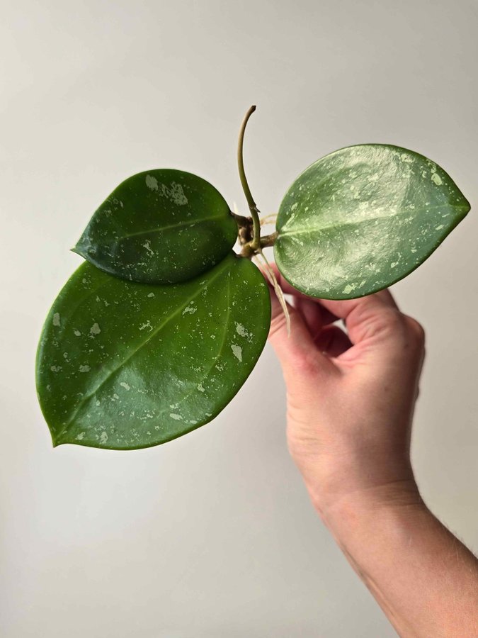 Hoya verticillata Lao 1 Nr 2