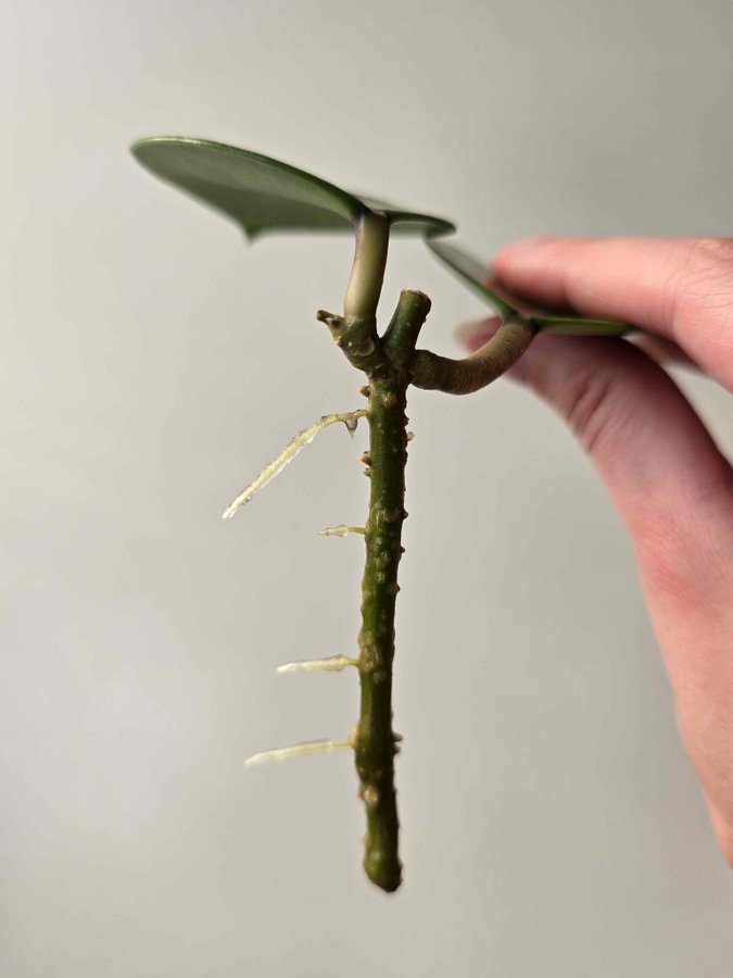 Hoya verticillata Lao 1 Nr 3