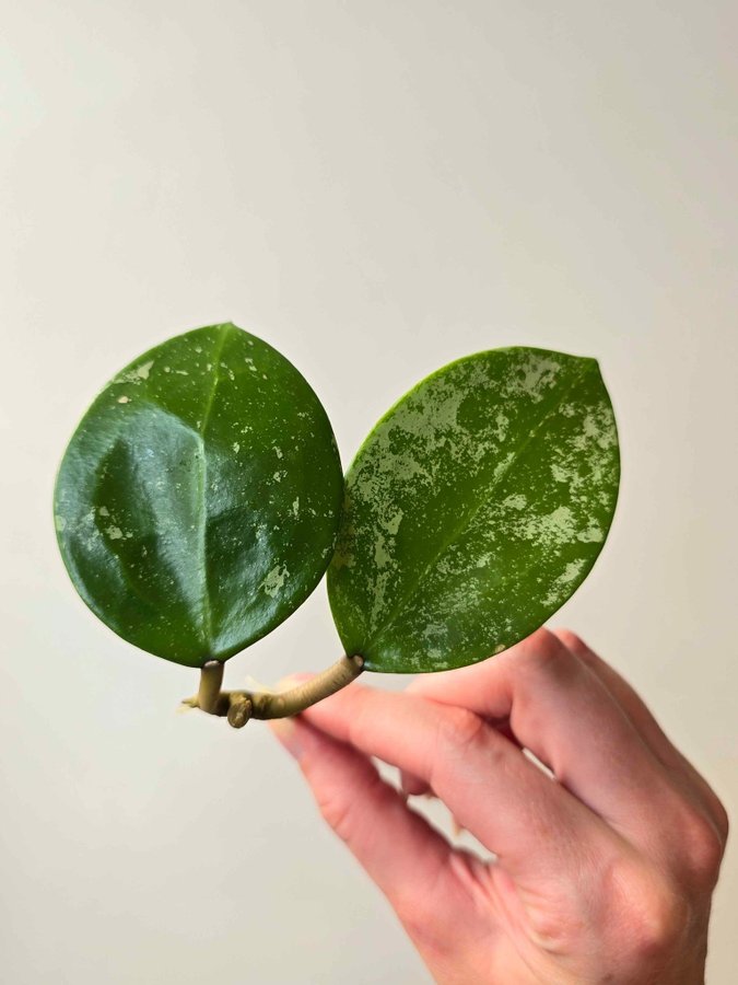 Hoya verticillata Lao 1 Nr 3