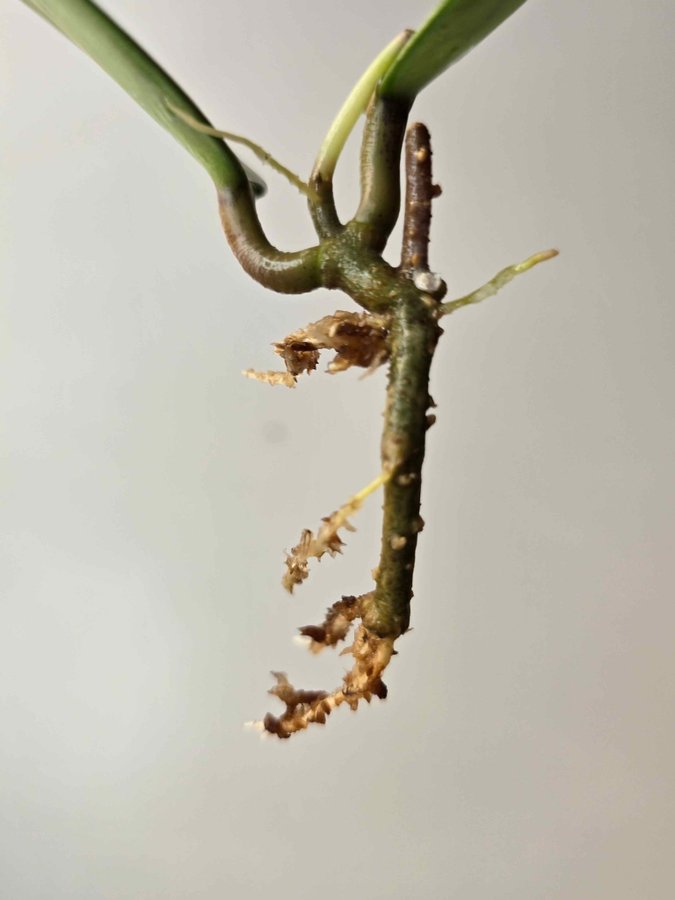 Hoya verticillata Lao 1 Nr 4