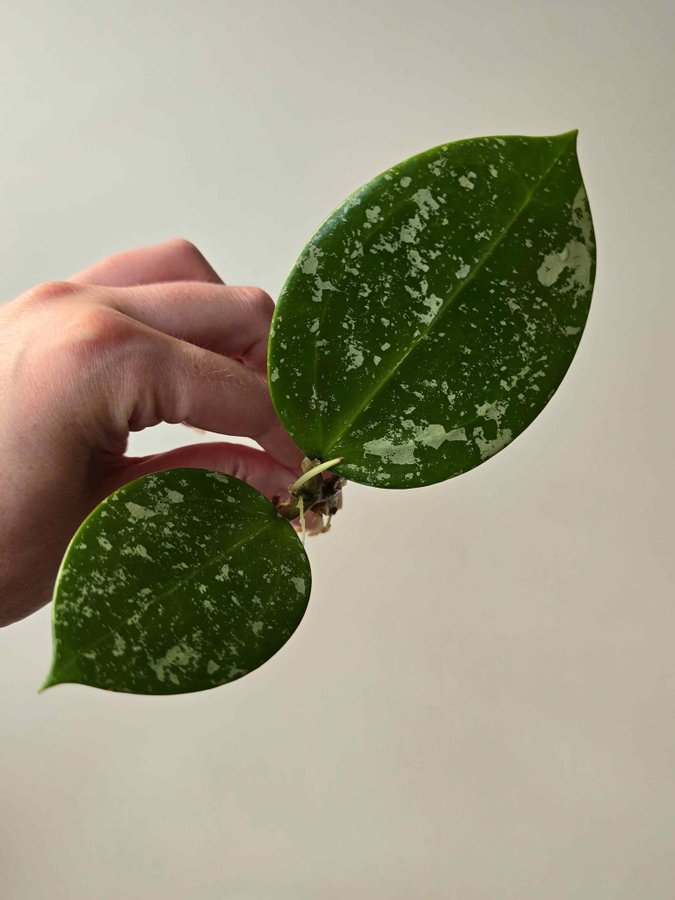 Hoya verticillata Lao 1 Nr 4