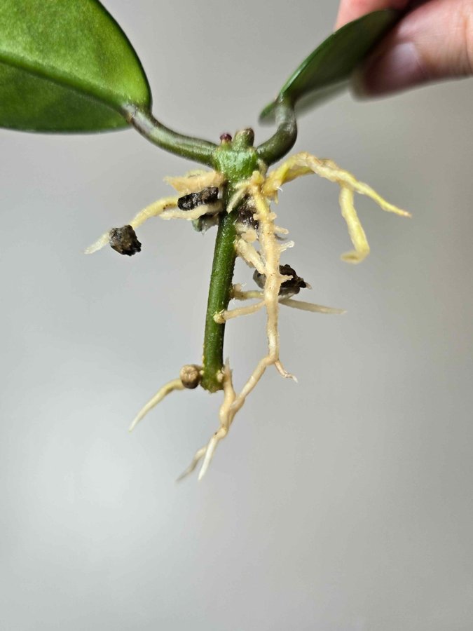 Hoya Carnosa