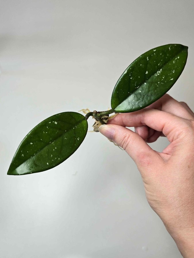 Hoya Carnosa