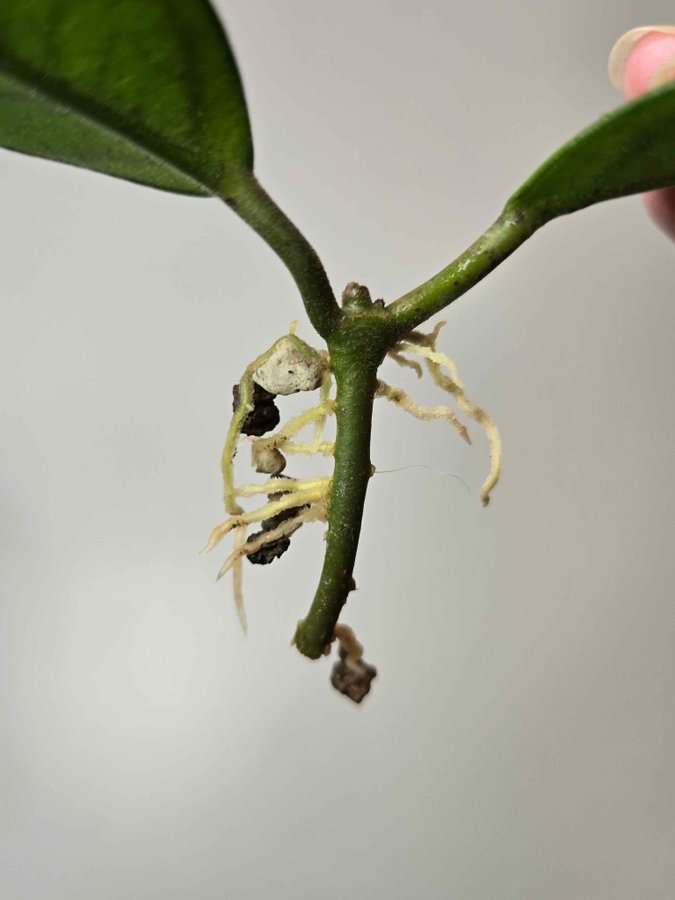 Hoya Carnosa