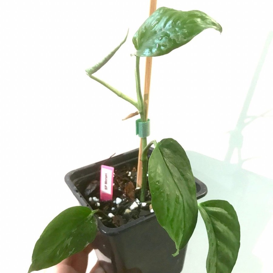Epipremnum SP Merapi variegata