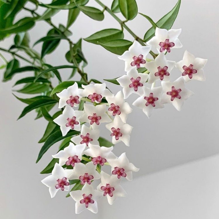 Hoya Bella - Stickling - Porslinsblomma