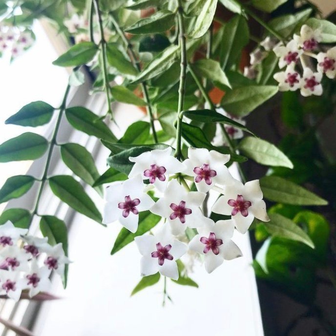 Hoya Bella - Stickling - Porslinsblomma