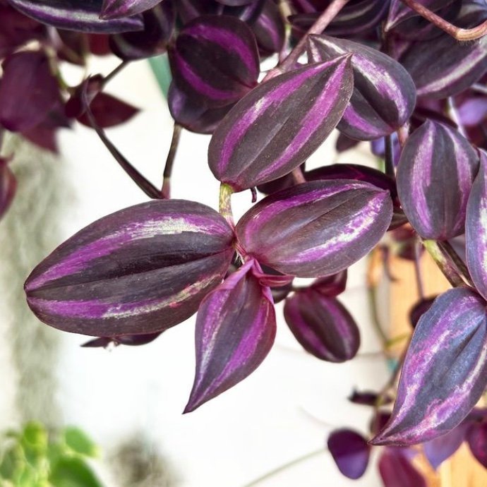 Tradescantia ”Deep Purple” - stickling