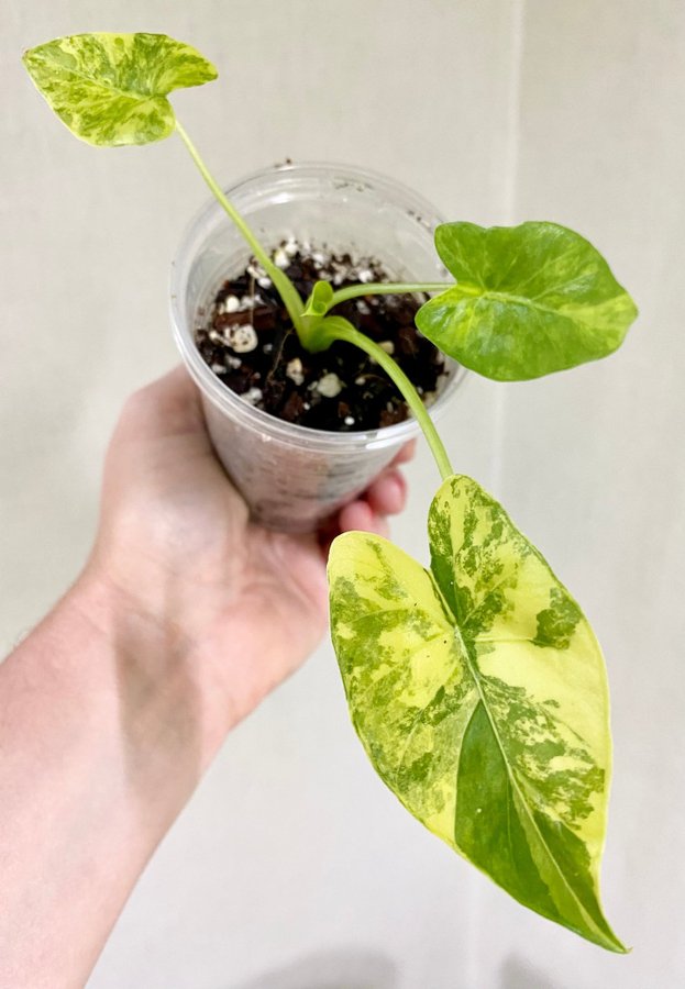 Alocasia Gageana Aurea Variegata