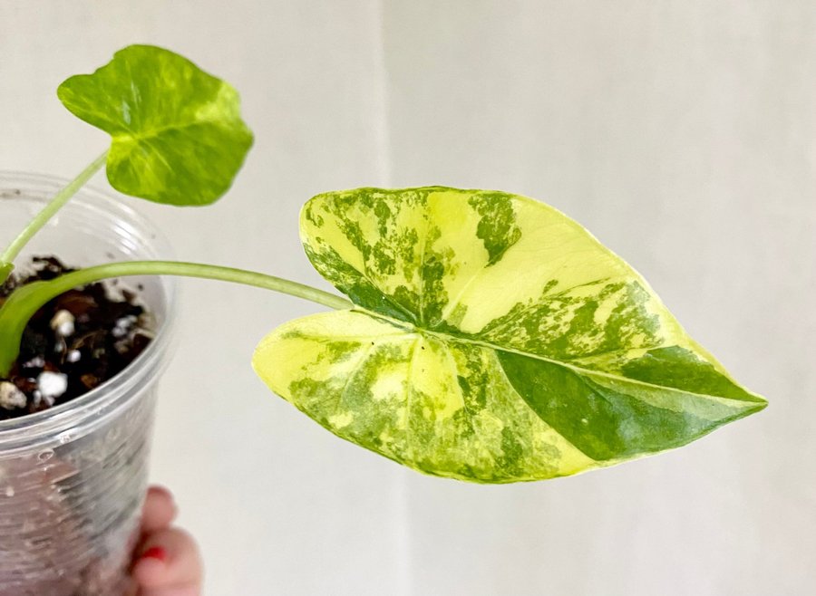 Alocasia Gageana Aurea Variegata