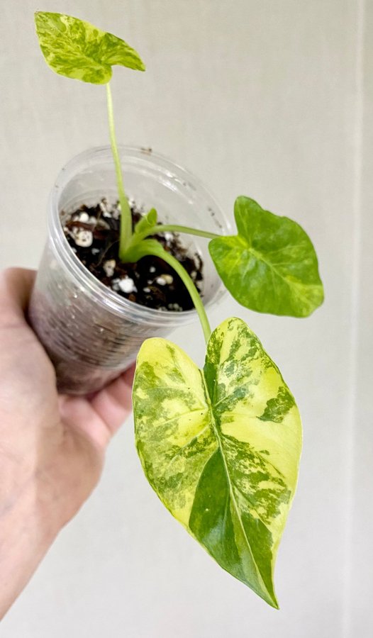 Alocasia Gageana Aurea Variegata