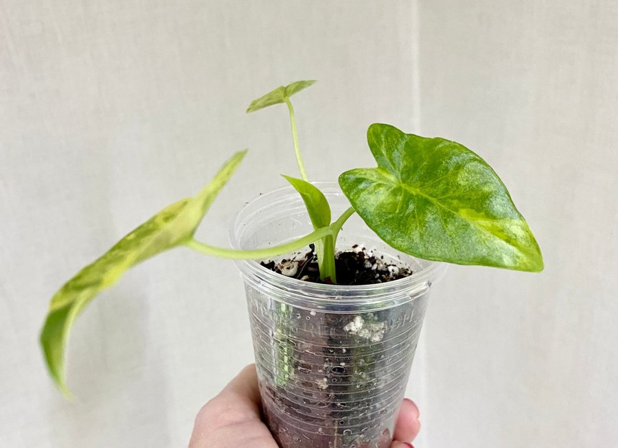 Alocasia Gageana Aurea Variegata