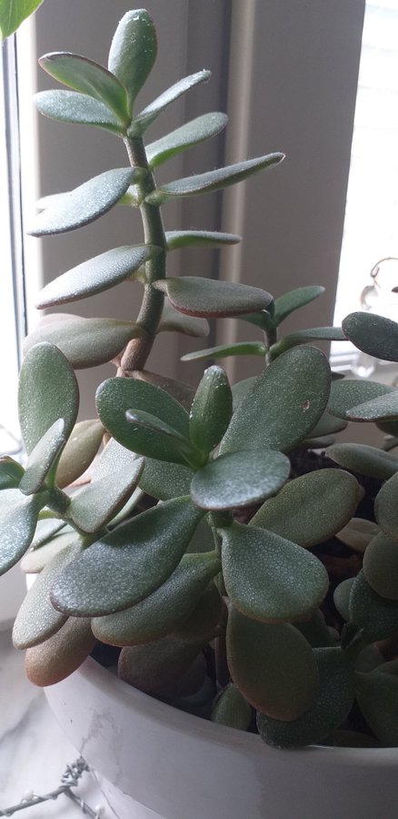 Paradisträd Crassula / Penningträd Planta suckulent ca 15 cm