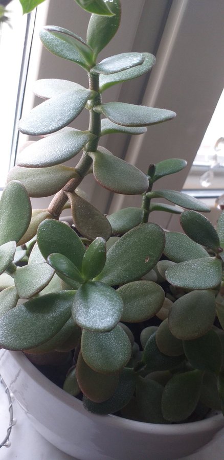 Paradisträd Crassula / Penningträd Planta suckulent ca 15 cm