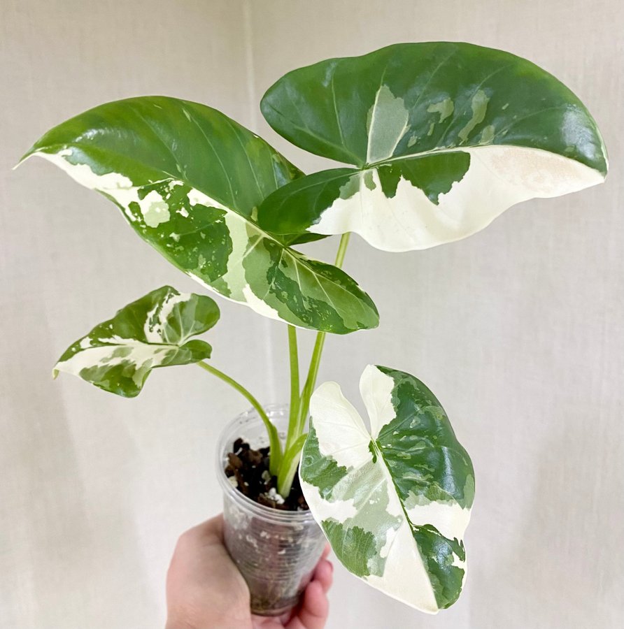 Alocasia Macrorrhiza Variegata