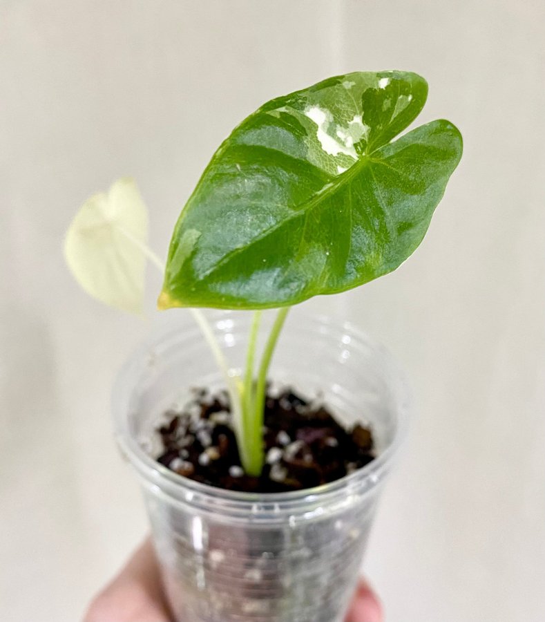 Alocasia Macrorrhiza Variegata