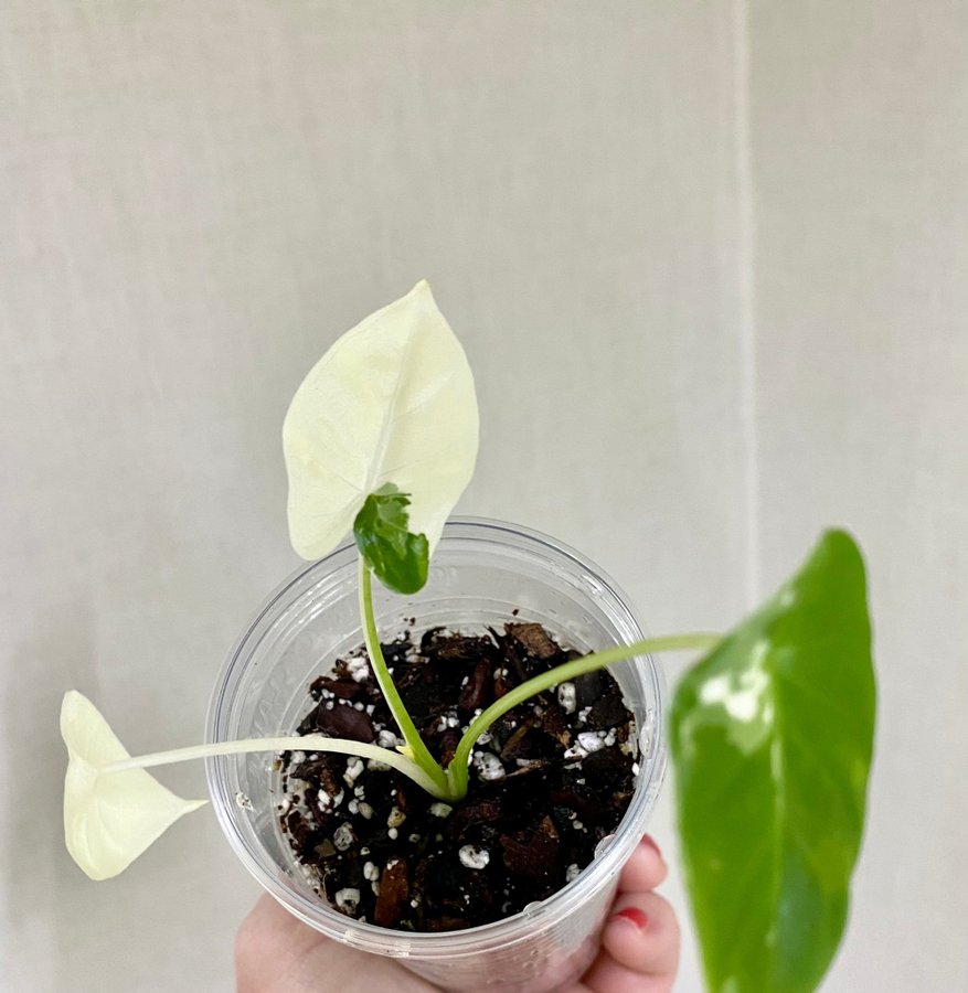 Alocasia Macrorrhiza Variegata