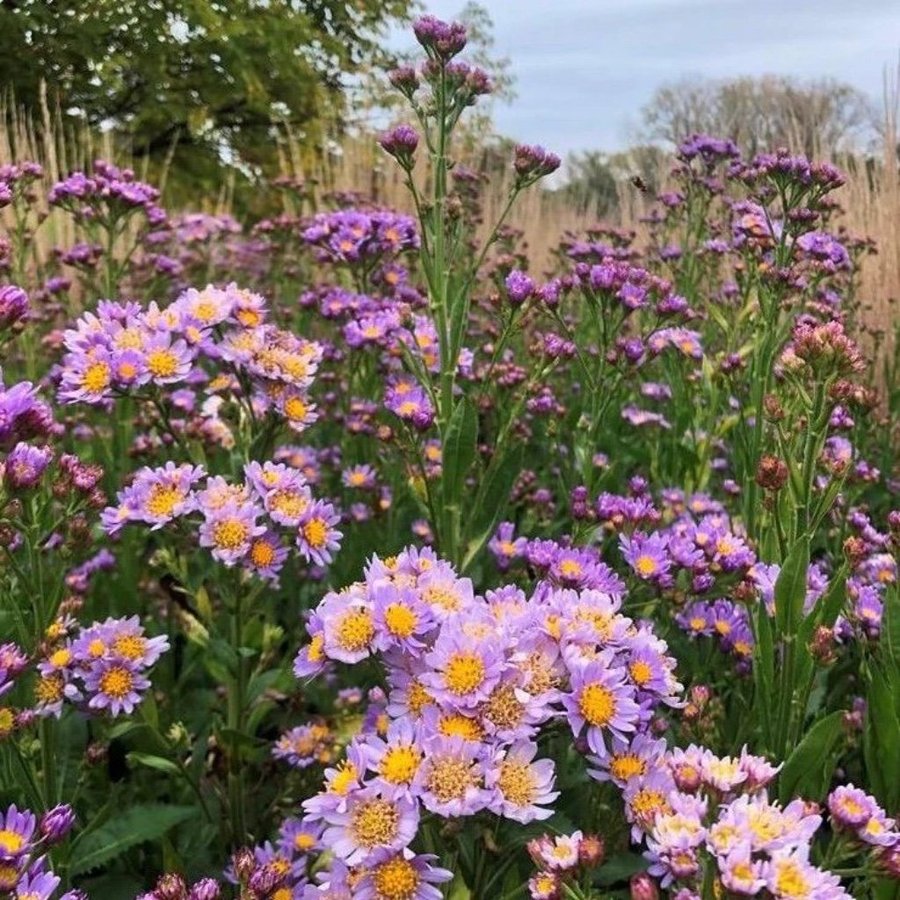 En Dröm Tatarische Aster Jindai