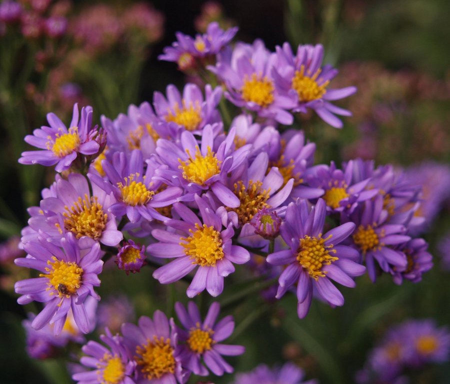 En Dröm Tatarische Aster Jindai