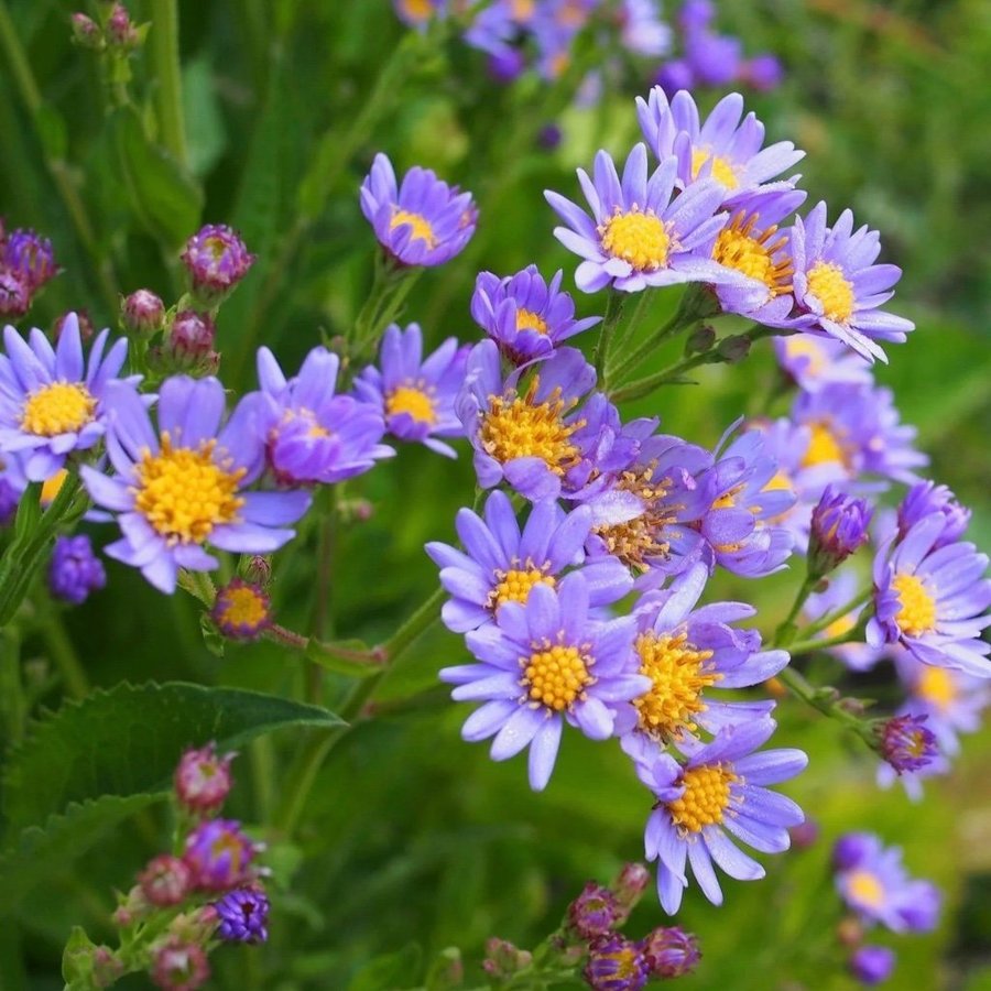 En Dröm Tatarische Aster Jindai