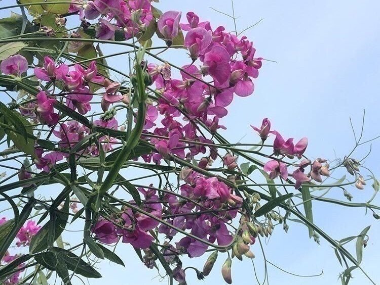 Rosenvial perenn luktärt +15st frö blommande klätterväxt fröer romantisk blom