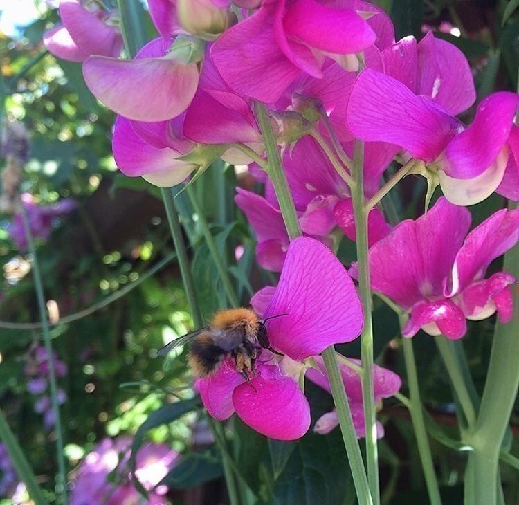 Rosenvial perenn luktärt +15st frö blommande klätterväxt fröer romantisk blom