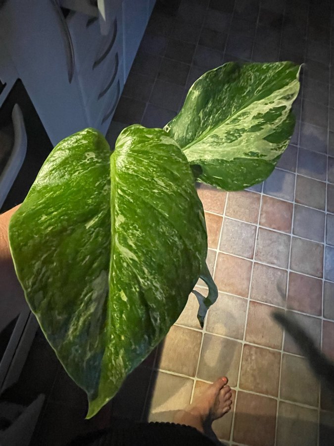 Toppstickling Monstera albo