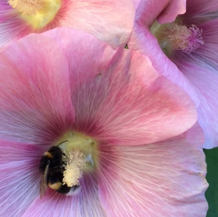 Stockros mer än 50 frö fröer Olika Rosa nyanser frön stockrosor perenn blomma