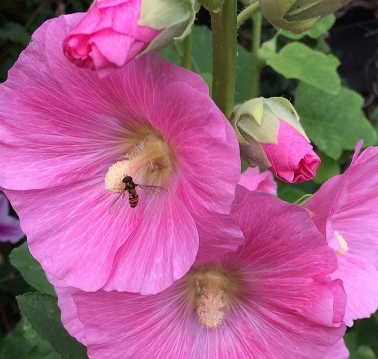 Stockros mer än 50 frö fröer Olika Rosa nyanser frön stockrosor perenn blomma