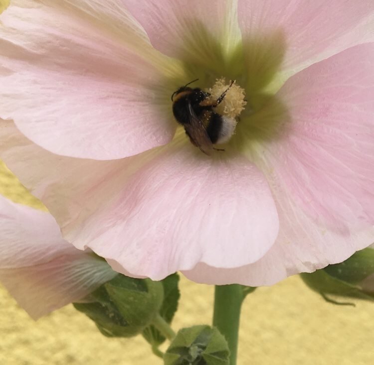 Stockros mer än 50 frö fröer Olika Rosa nyanser frön stockrosor perenn blomma