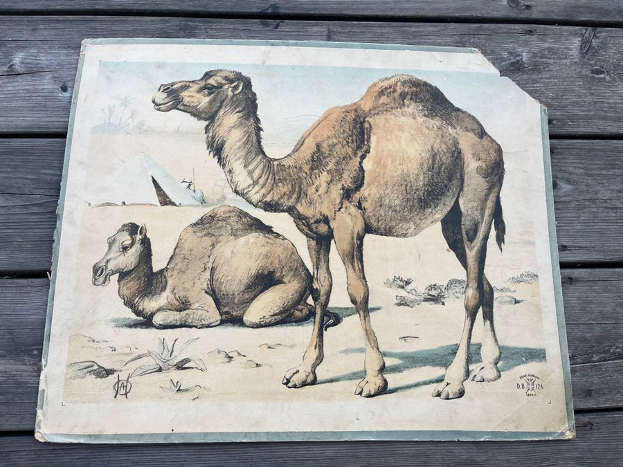 Gammal skolplansch med kameler