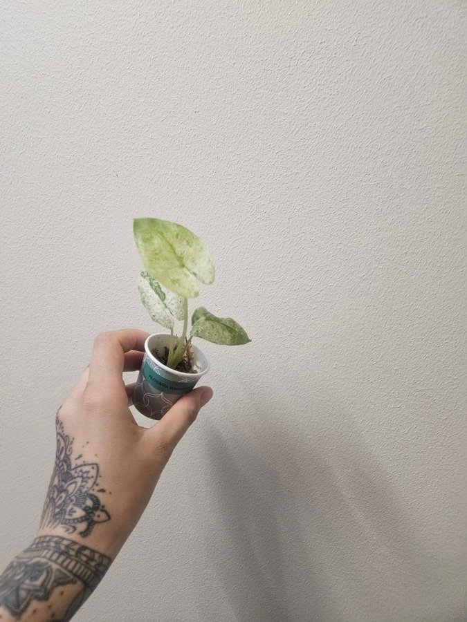 Alocasia Macrorrhiza Splash