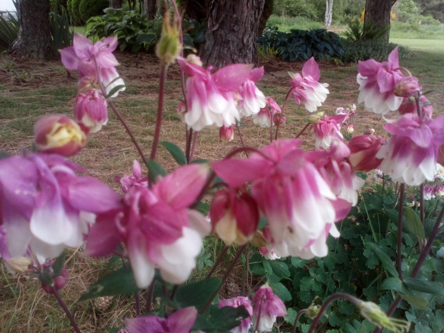 Fröer av rosa/vit Akleja
