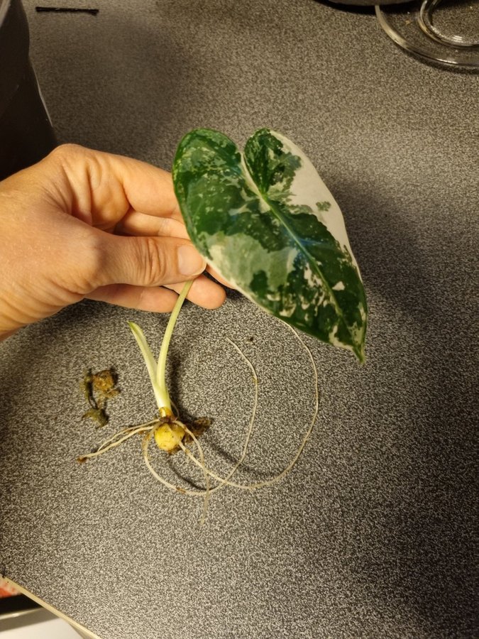 Alocasia frydek Variegata stickling