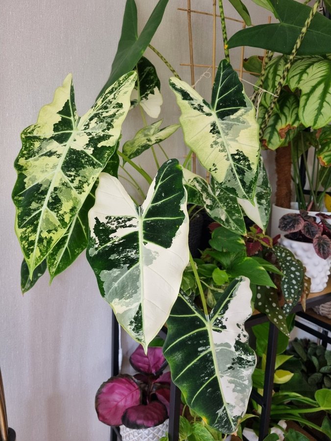 Alocasia frydek Variegata stickling