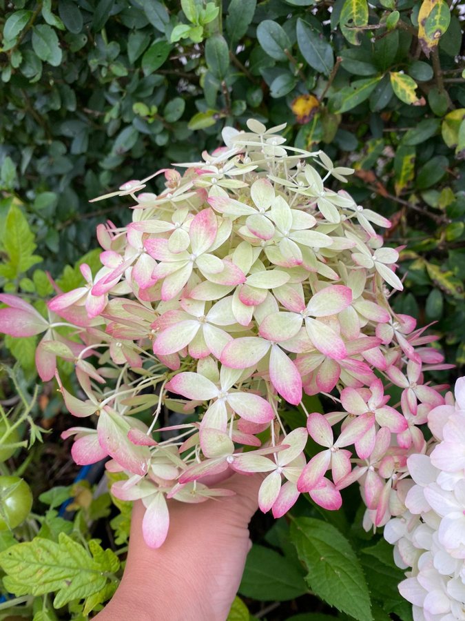 Hortensia planta hydrangea paniculata Royal flower blommor