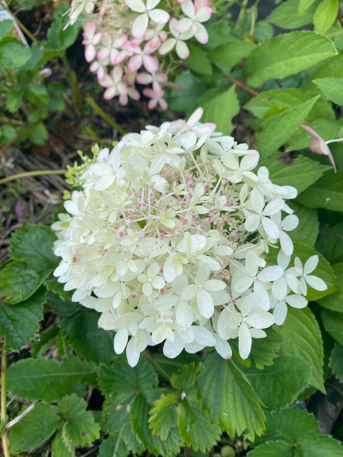 Hortensia planta hydrangea paniculata Royal flower blommor