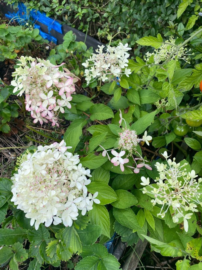 Hortensia planta hydrangea paniculata Royal flower blommor