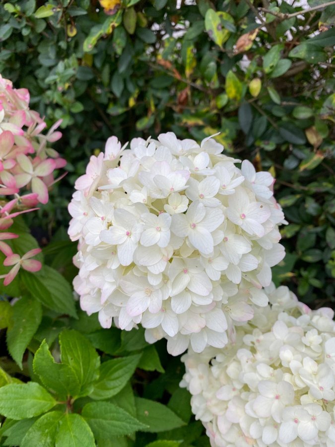 Hortensia planta hydrangea paniculata Royal flower blommor