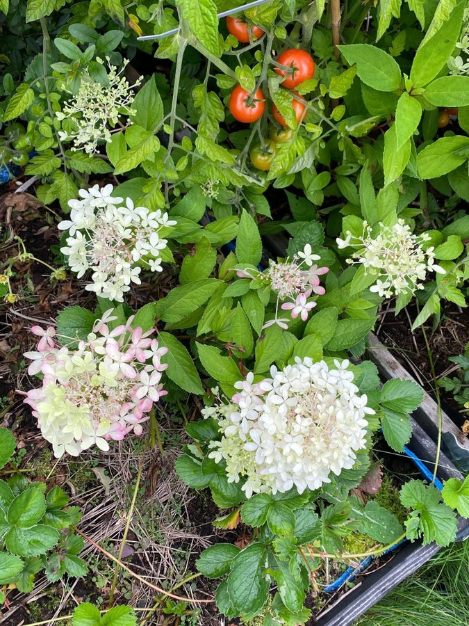 Hortensia planta hydrangea paniculata Royal flower blommor