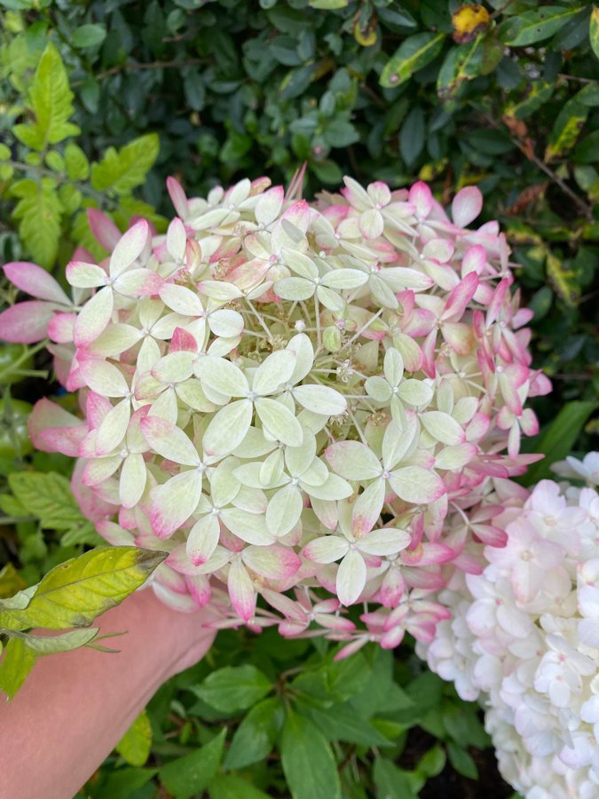 Hortensia planta hydrangea paniculata Royal flower blommor