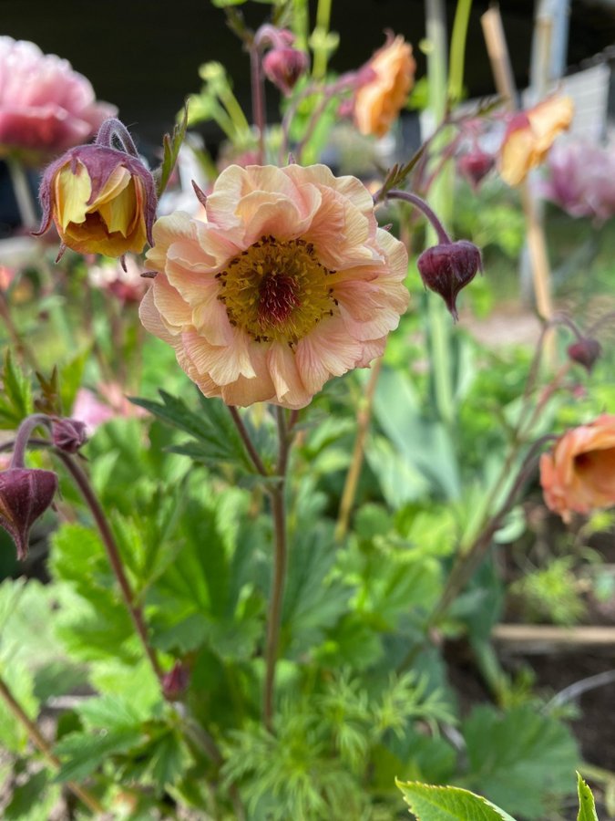 NYHET 1 planta Nejlikrot Geum apricot pearl perenn vackra rosa aprikos blommor