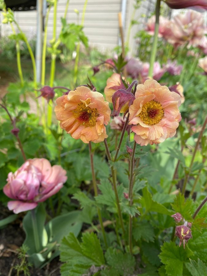 NYHET 1 planta Nejlikrot Geum apricot pearl perenn vackra rosa aprikos blommor