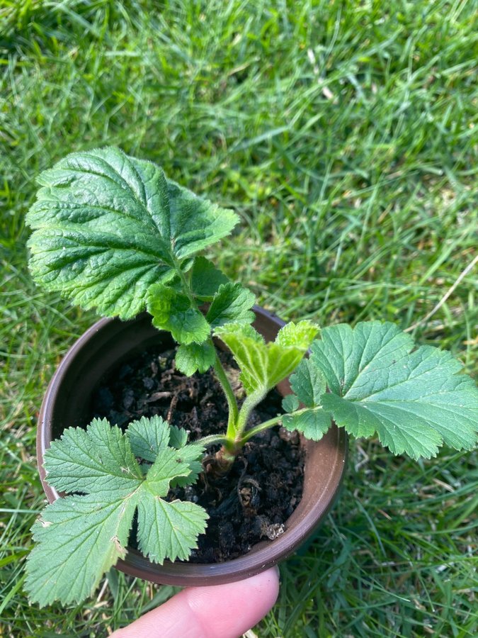 NYHET 1 planta Nejlikrot Geum apricot pearl perenn vackra rosa aprikos blommor