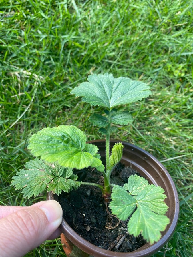 NYHET 1 planta Nejlikrot Geum apricot pearl perenn vackra rosa aprikos blommor