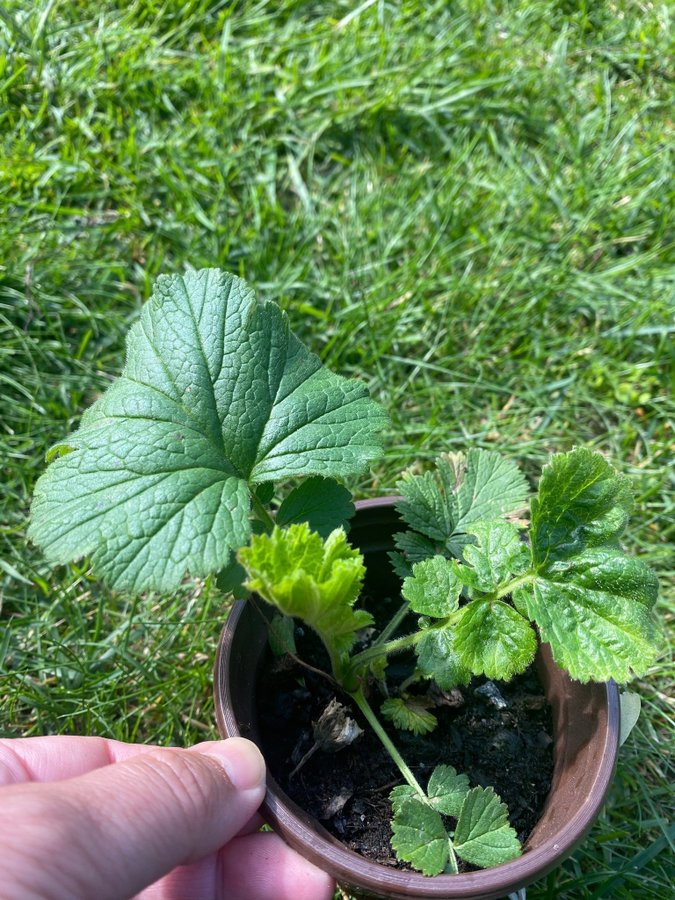 NYHET 1 planta Nejlikrot Geum apricot pearl perenn vackra rosa aprikos blommor