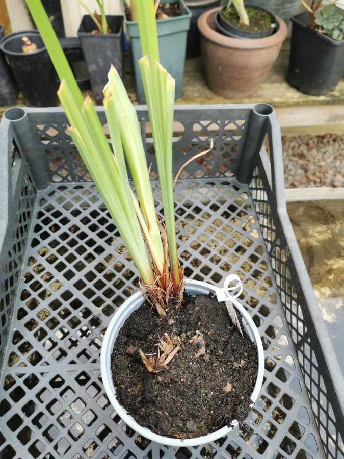 Underbar Iris sibirica