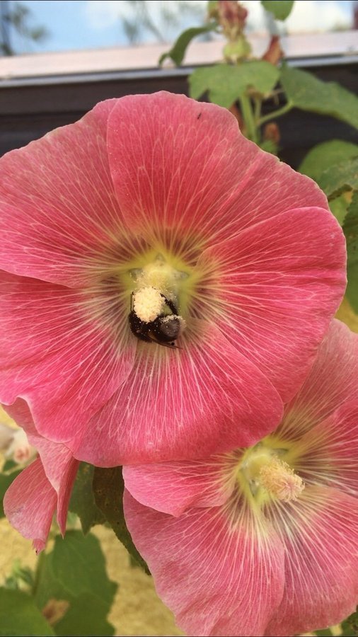 50+ frö Stockros stockrosor blandade färger perenn röd rosa cerise gul