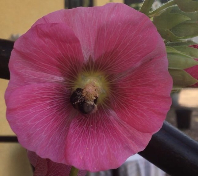 50+ frö Stockros stockrosor blandade färger perenn röd rosa cerise gul