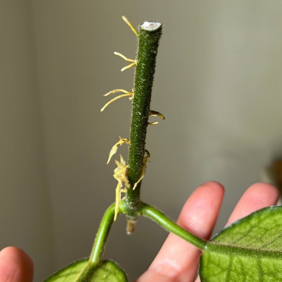 Hoya Globulosa stickling växt